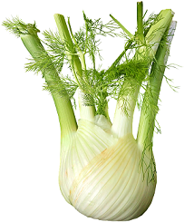Fennel